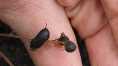 Pycnospora lutescens