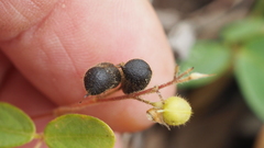 Pycnospora lutescens