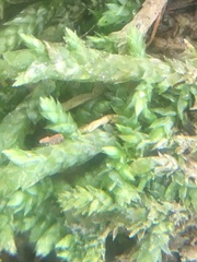 Entodon cladorrhizans