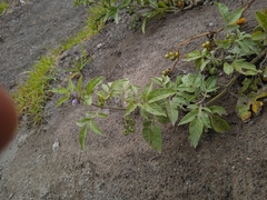 Solanum