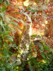 Dendrodoris krusensternii