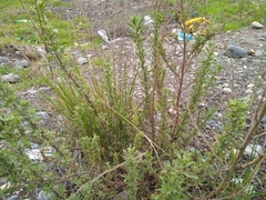 Dysphania ambrosioides