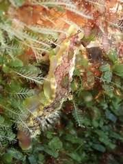 Dendrodoris krusensternii