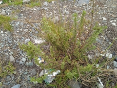 Dysphania ambrosioides