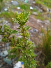 Dysphania ambrosioides