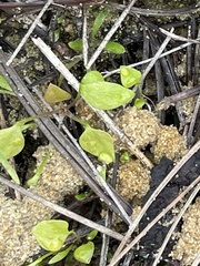 Claytonia perfoliata
