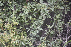 Serjania brachycarpa