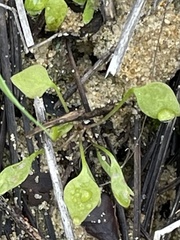 Claytonia perfoliata