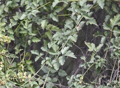 Serjania brachycarpa