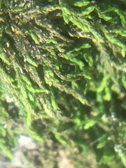 Entodon cladorrhizans