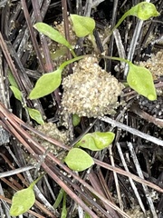 Claytonia perfoliata
