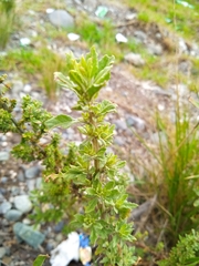 Dysphania ambrosioides