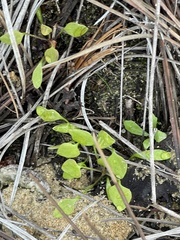 Claytonia perfoliata