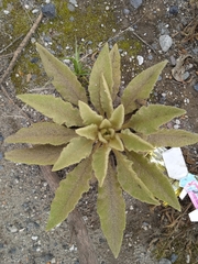 Verbascum phlomoides