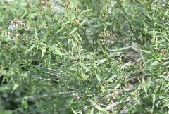 Carlowrightia parviflora