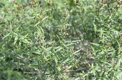 Carlowrightia parviflora