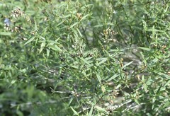 Carlowrightia parviflora