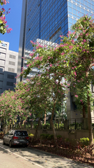 Aesculus × carnea