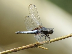 Erythrodiplax unimaculata