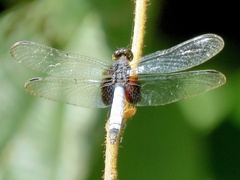 Erythrodiplax unimaculata