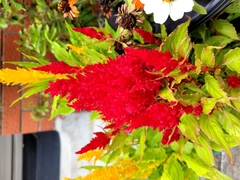 Celosia argentea plumosa