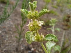 Marrubium vulgare
