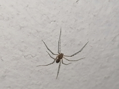 Scytodes globula