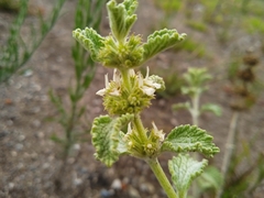 Marrubium vulgare