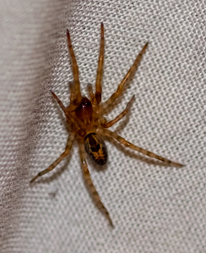 Window Lace-weaver