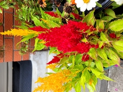 Celosia argentea plumosa