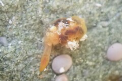 Ptychoderidae