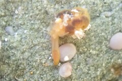 Ptychoderidae