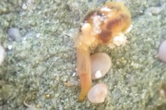Ptychoderidae