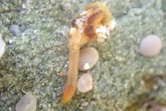 Ptychoderidae