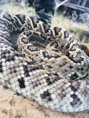 Crotalus molossus oaxacus
