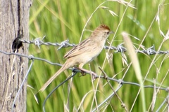 Cincloramphus timoriensis