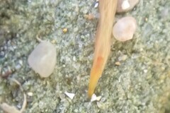 Ptychoderidae