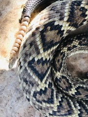 Crotalus molossus oaxacus