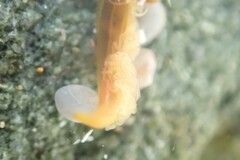 Ptychoderidae