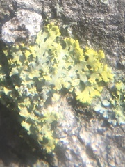 Candelaria concolor