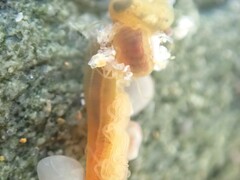 Ptychoderidae