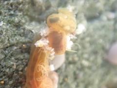 Ptychoderidae