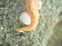 Ptychoderidae