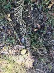 Crotalus molossus oaxacus