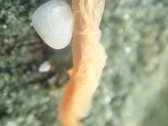 Ptychoderidae