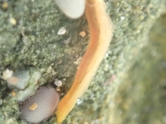 Ptychoderidae