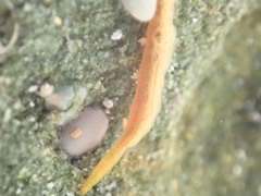 Ptychoderidae