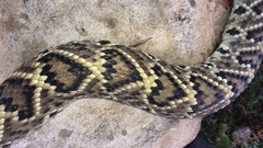 Crotalus molossus oaxacus