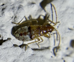 Pseudopamera