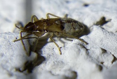 Pseudopamera